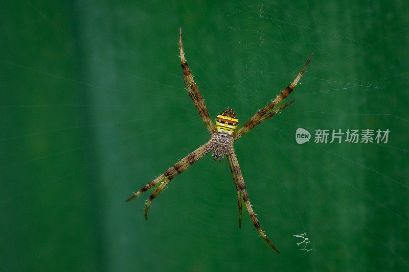 蜘蛛 Argiope versicolor，Araneomorphae，Araneidae。